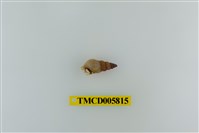 藏品(灰白陸寄居蟹)的圖片